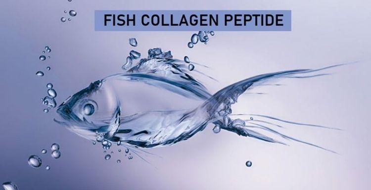 Fish Collagen Peptide là gì? Tác dụng và cách sử dụng đúng cách để làm đẹp da